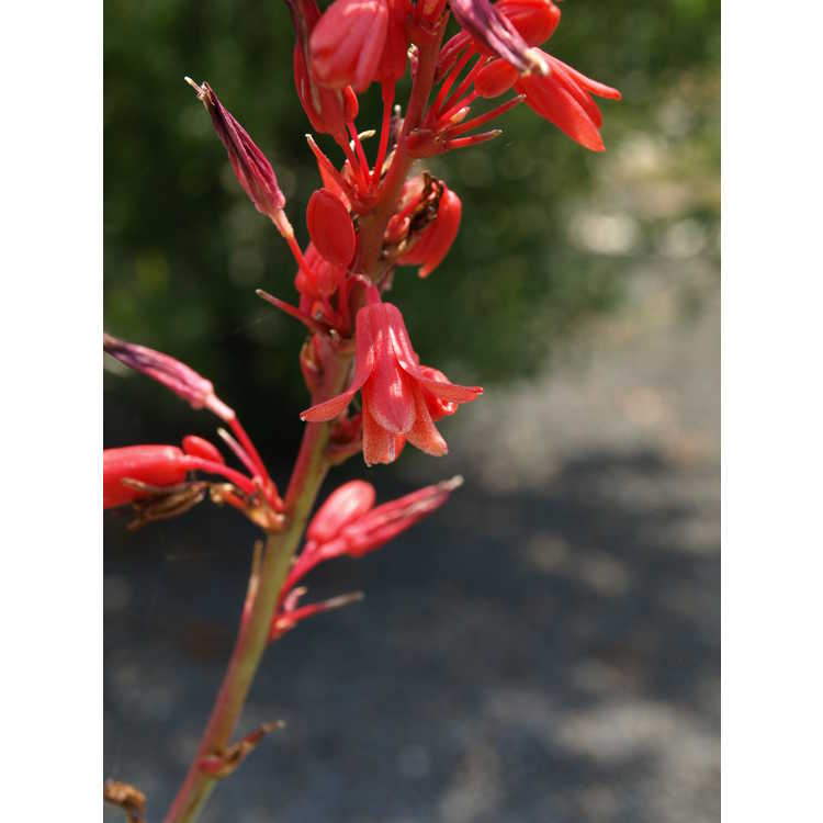 Hesperaloe 'Arizona Sunset' - hybrid red yucca