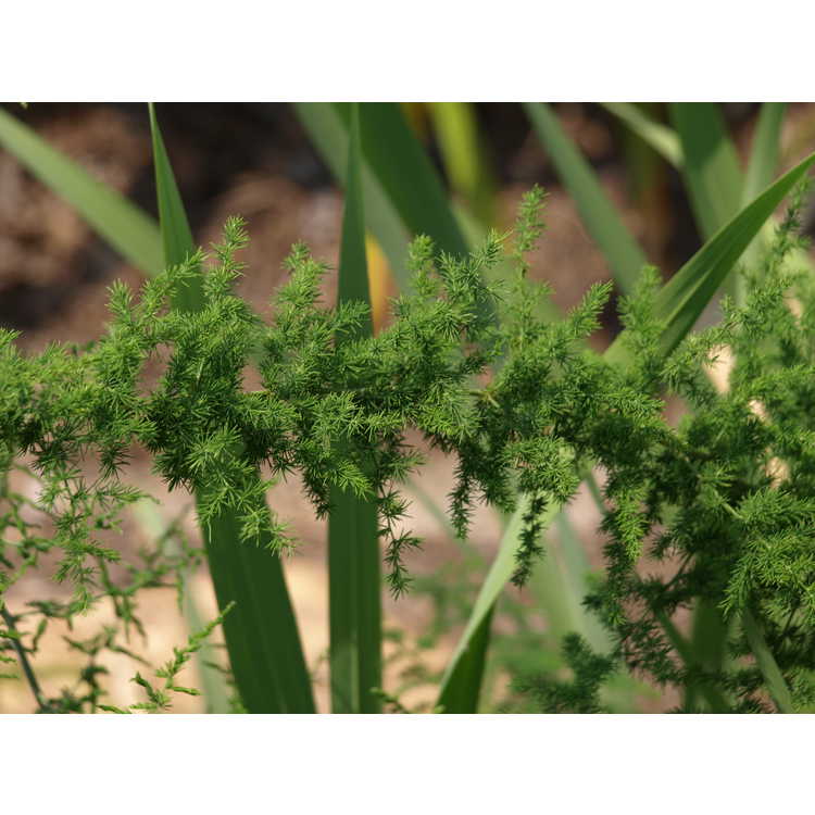 crimped hardy asparagus fern