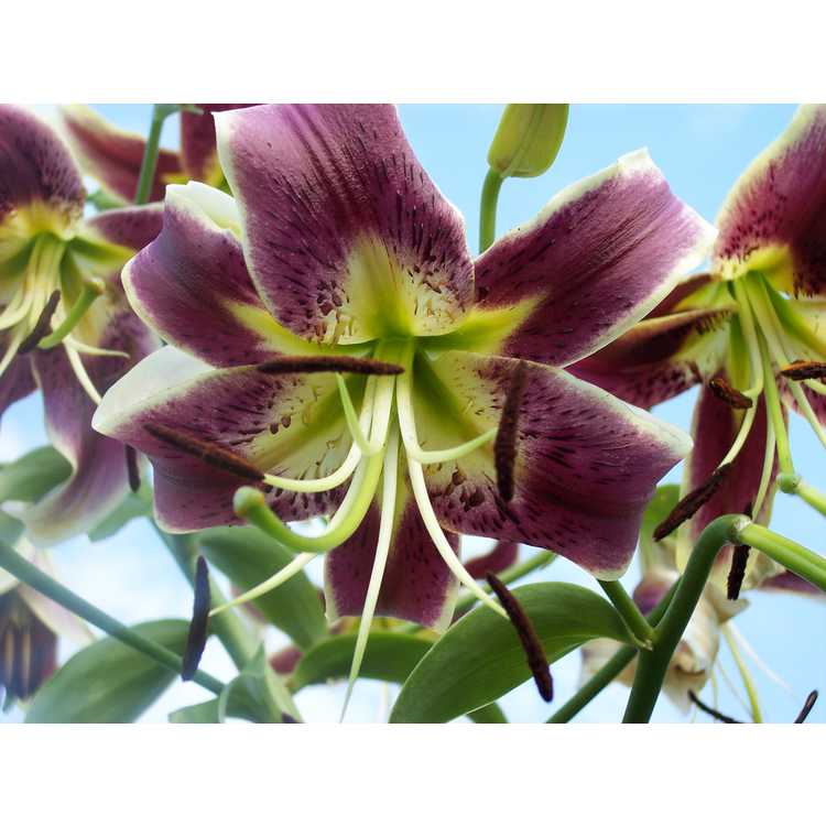 Lilium 'Scheherazade' - oriental-trumpet lily