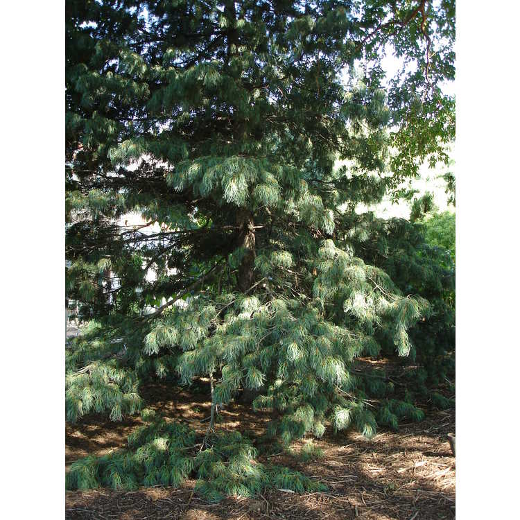 Pinus strobus 'Torulosa'