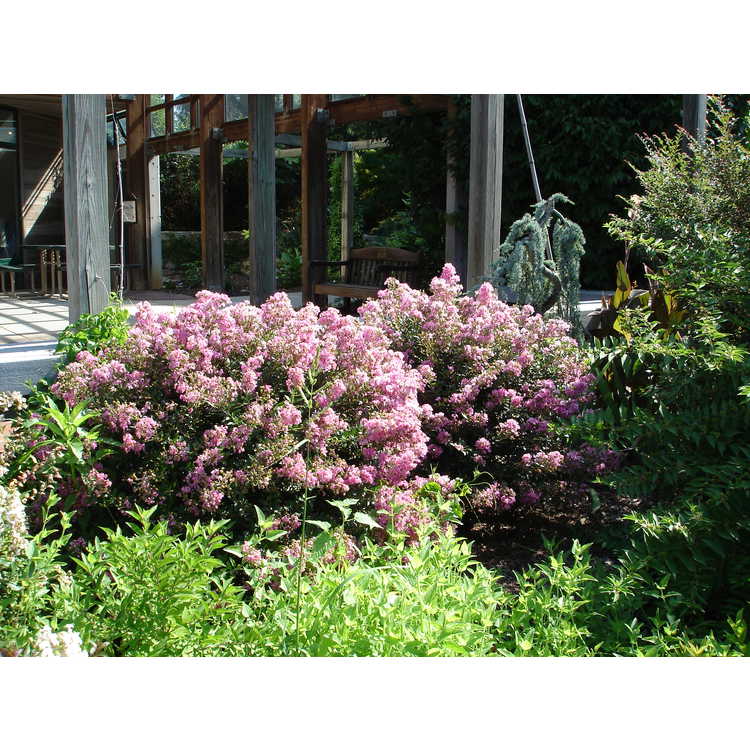 Lagerstroemia Gamad V Dazzle Me Pink