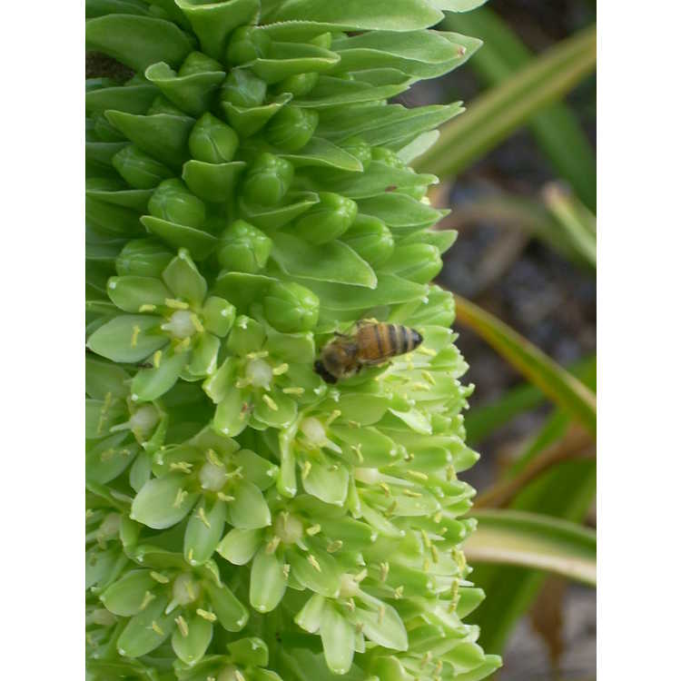 Eucomis - pineapple-lily