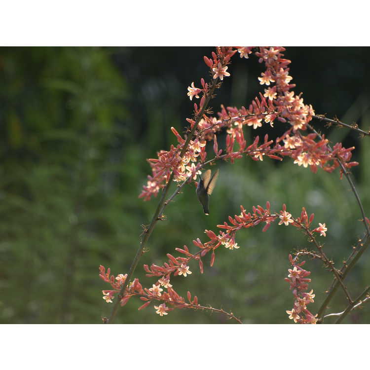 Hesperaloe campanulata (Sierra Chiquita form) - bell flower hesperaloe