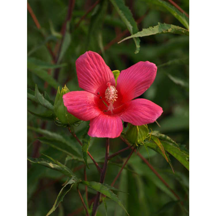 Hibiscus 'Holly Springs' - hybrid hibiscus