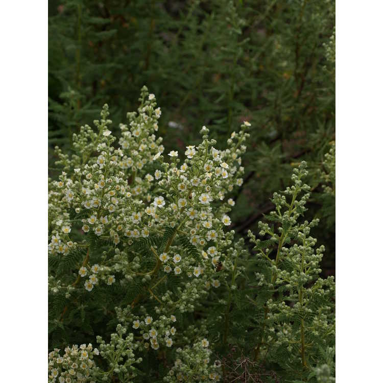 <em>Chamaebatiaria millefolium</em>