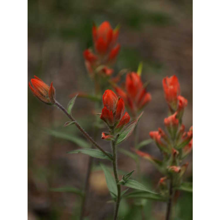 giant red Indian paintbrush