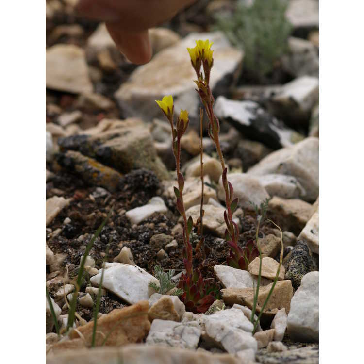 <em>Saxifraga flagellaris</em> subsp.<em> crandallii</em>