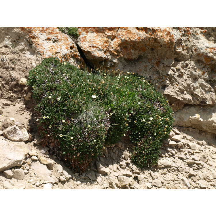 <em>Dryas octopetala</em> subsp.<em> hookeriana</em>