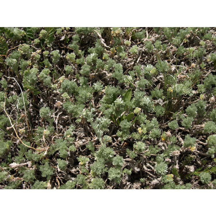 Artemisia frigida - prairie sagewort