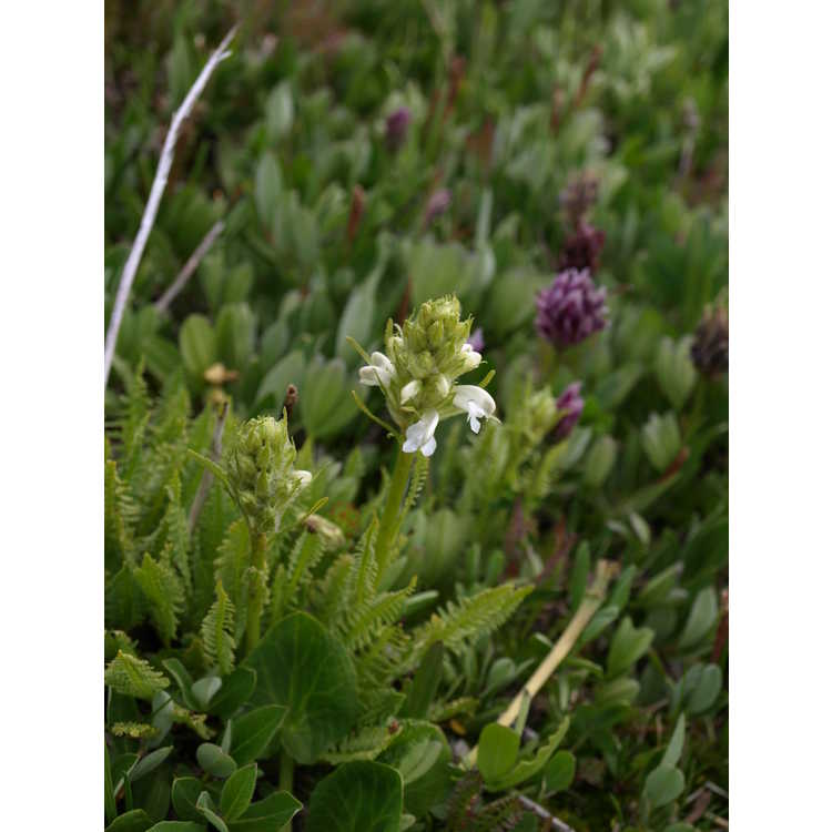 white flowered alpine lousewort