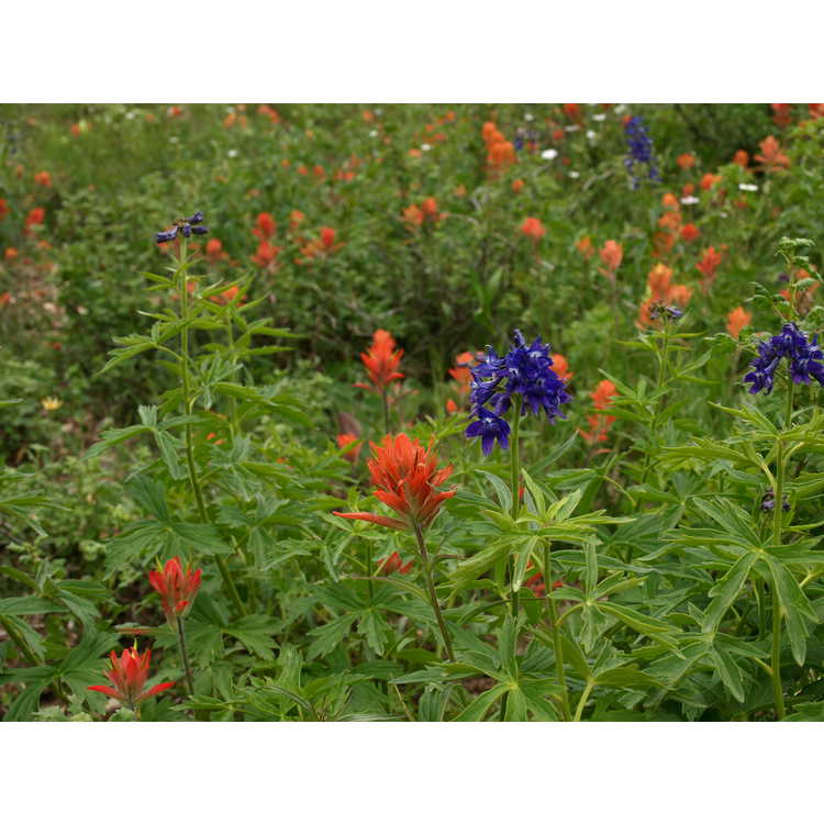 giant red Indian paintbrush