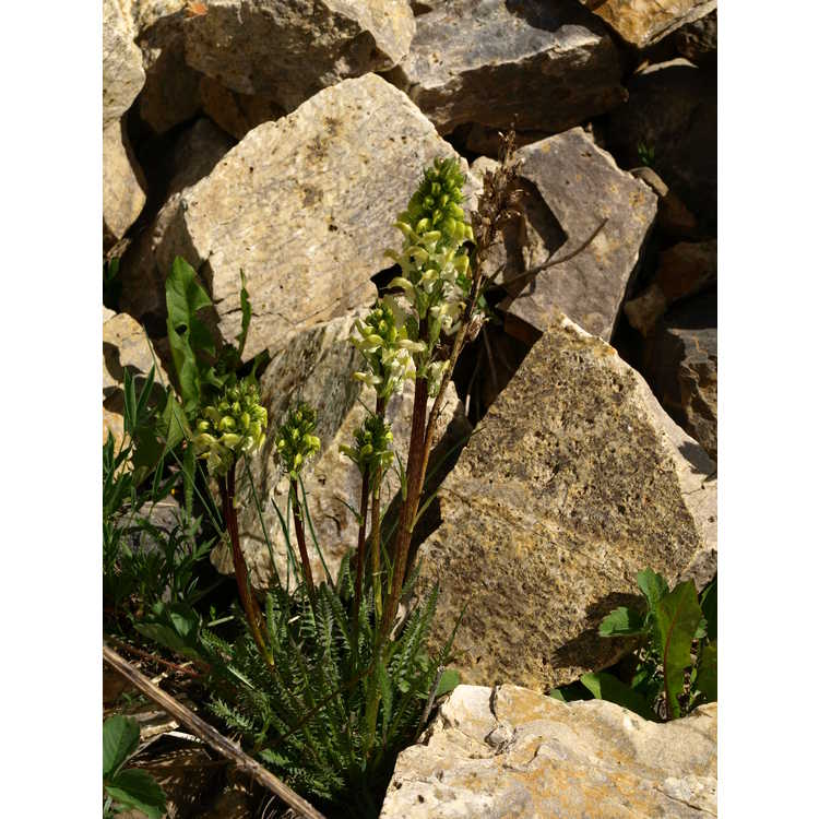 <em>Pedicularis parryi</em>