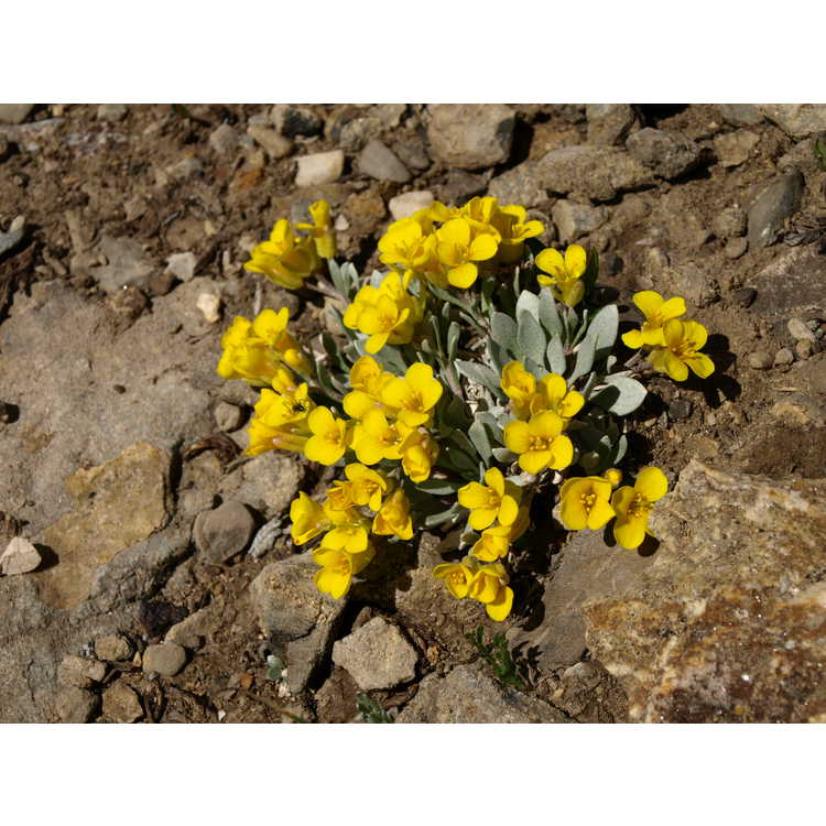 <em>Physaria alpina</em>