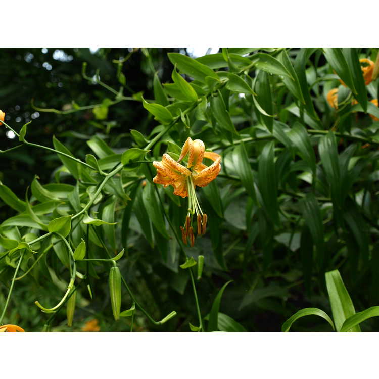 Lilium henryi - Henry's lily