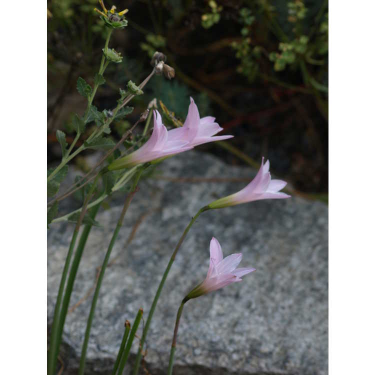 Habranthus 'Pink Flamingos' - hybrid rain-lily