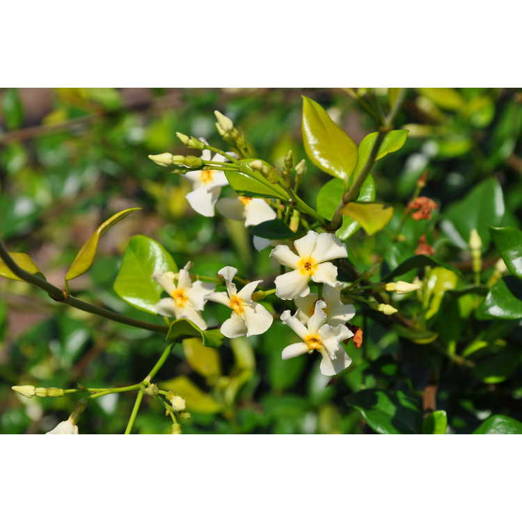Trachelospermum jasminoides 'Raulston Hardy'
