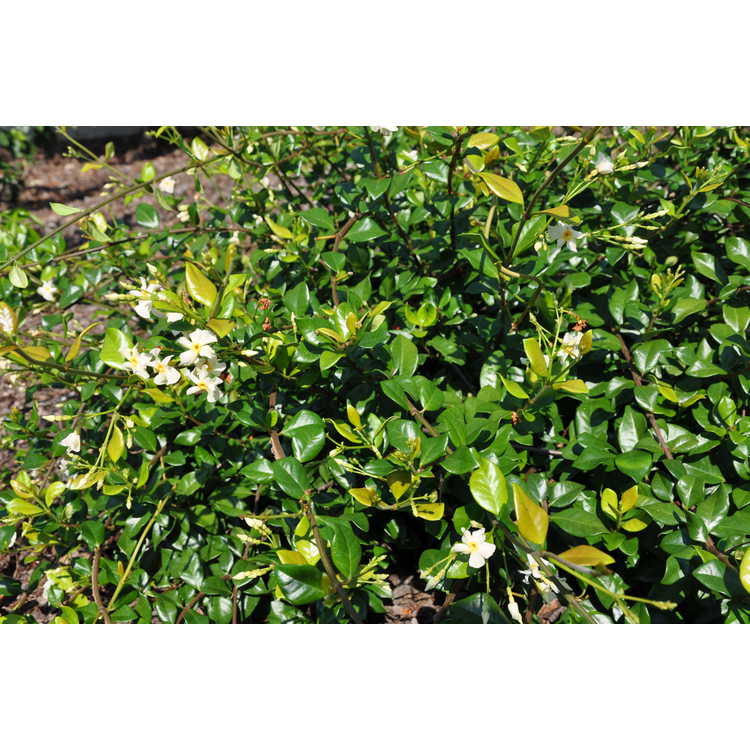 Trachelospermum jasminoides Raulston Hardy