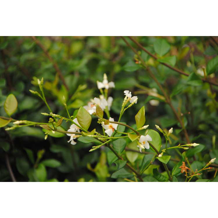 Trachelospermum jasminoides 'Raulston Hardy' - Confederate jessamine