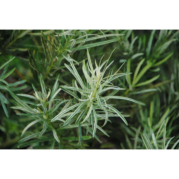 Podocarpus macrophyllus (variegated) - variegated Japanese yew-pine