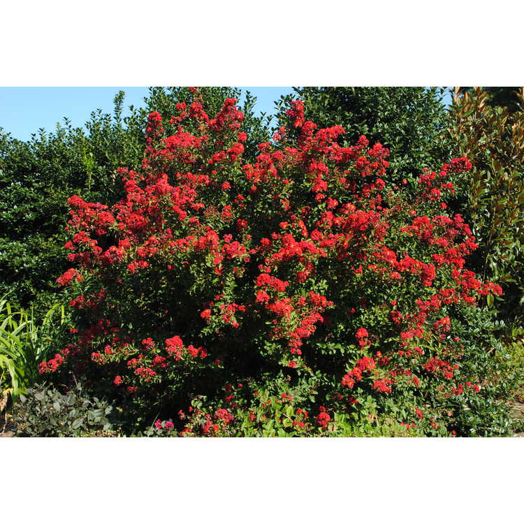 Lagerstroemia indica Whit IV Red Rocket