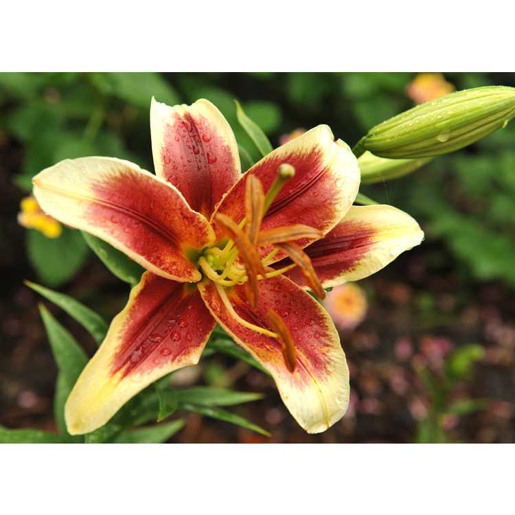 Lilium 'Red Dutch' - hybrid lily