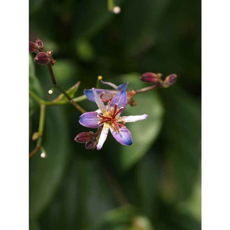 Tricyrtis lasiocarpa - amethyst toad lily