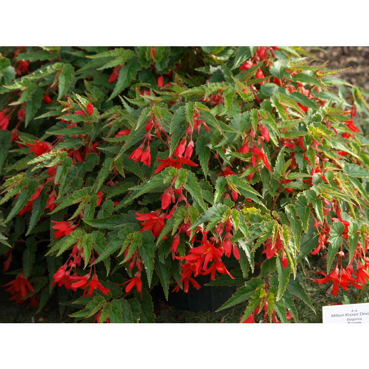 <em>Begonia boliviensis</em> 'Yadev'
