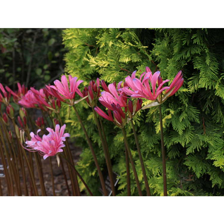 Lycoris ×haywardii - electric surprise-lily