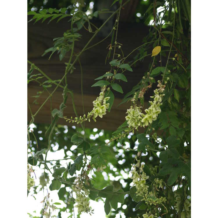 Wisteriopsis japonica 'Alba'