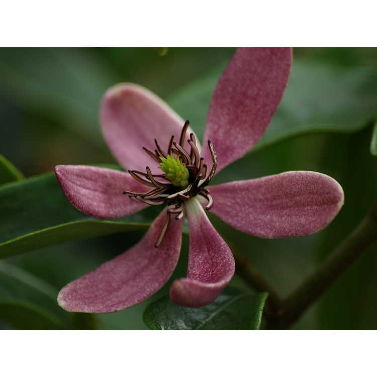 Magnolia figo crassipes Purple Queen
