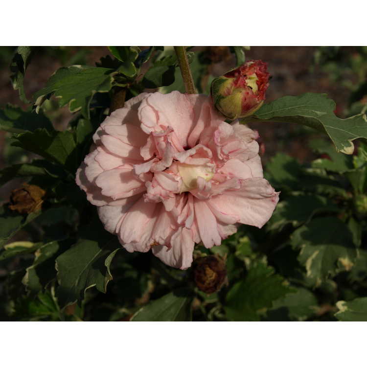 Hibiscus syriacus 'America Irene Scott' - Sugar Tip variegated rose-of-Sharon