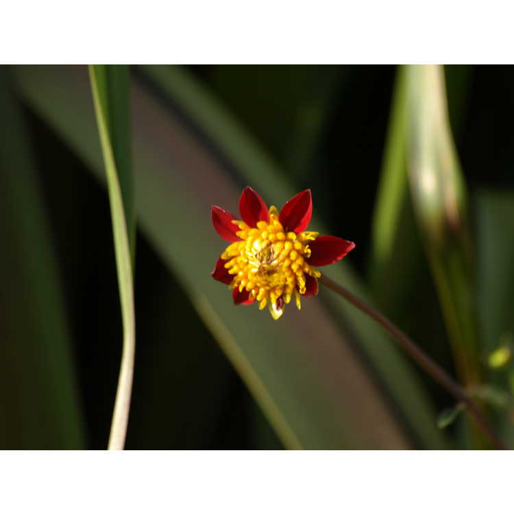 Dahlia coccinea - garden dahlia