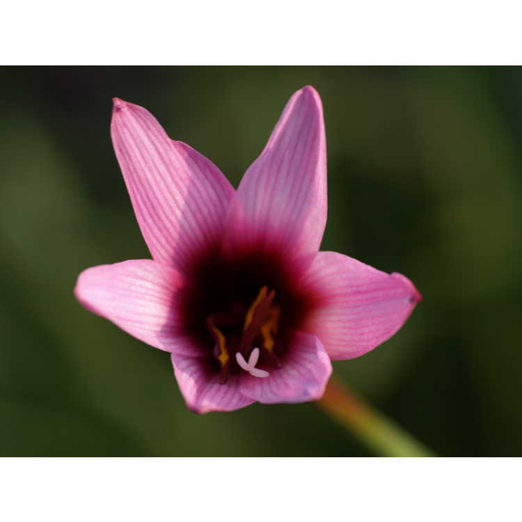 Habranthus floryi purple base