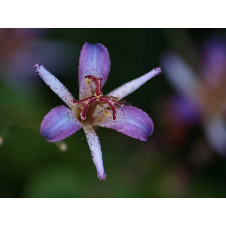 Tricyrtis lasiocarpa - amethyst toad lily