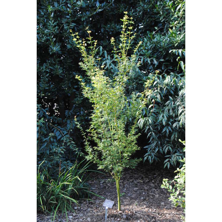 Acer palmatum 'Tsukasa Silhouette'