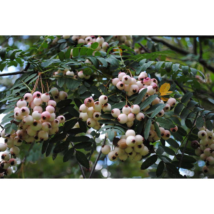 <em>Sorbus gongashanica</em>