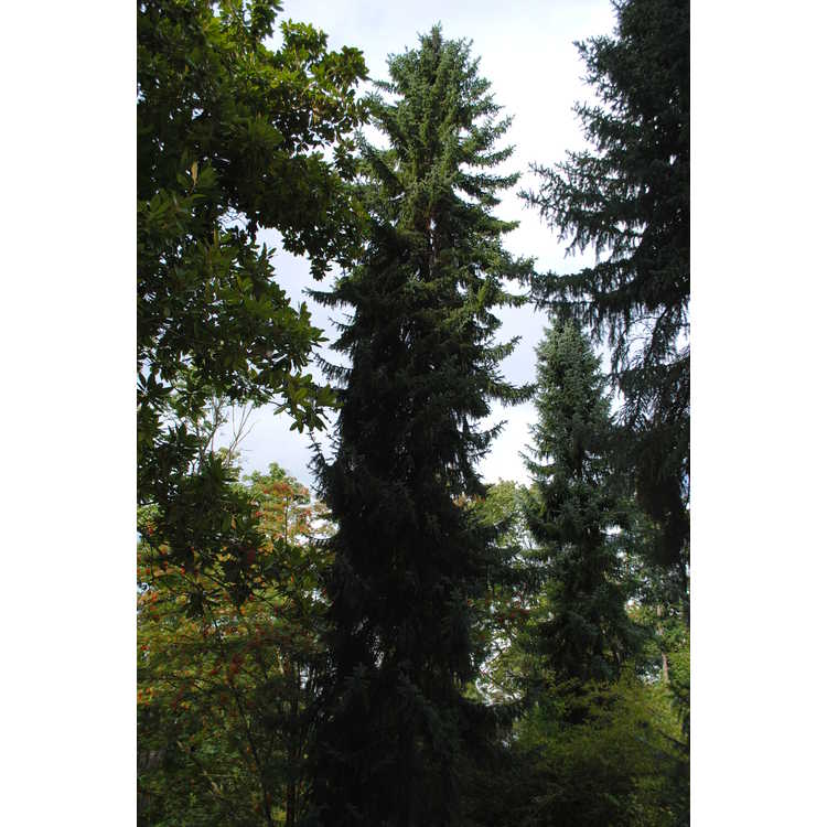 <em>Picea omorika</em>