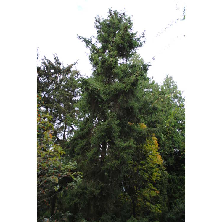 <em>Picea morrisonicola</em>