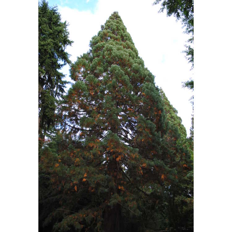 <em>Sequoiadendron giganteum</em>