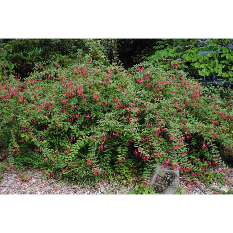 <em>Fuchsia magellanica</em>