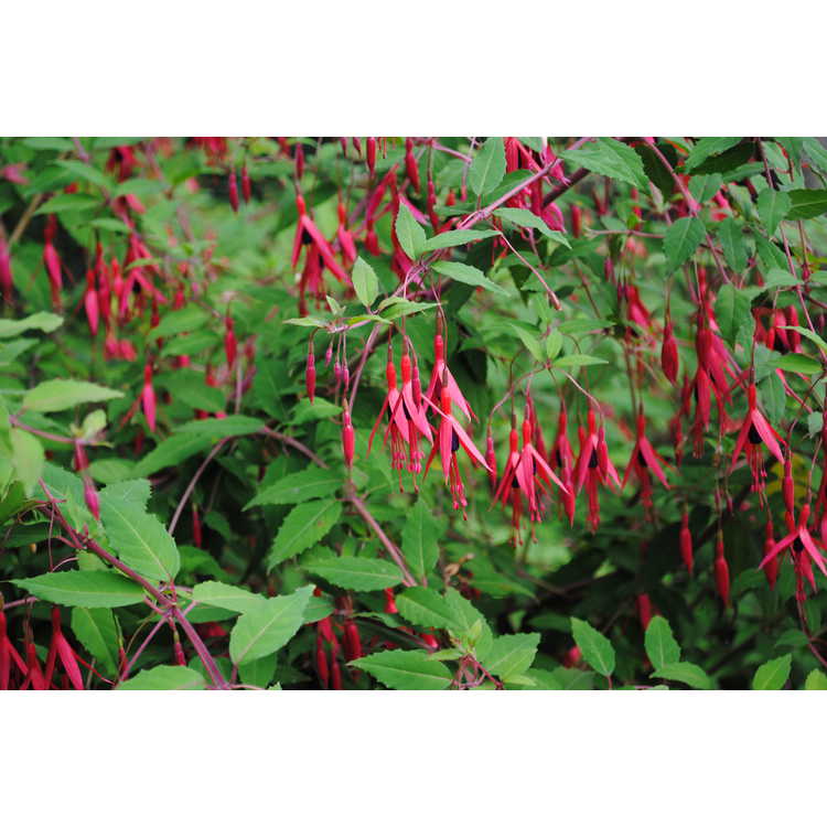 <em>Fuchsia magellanica</em>