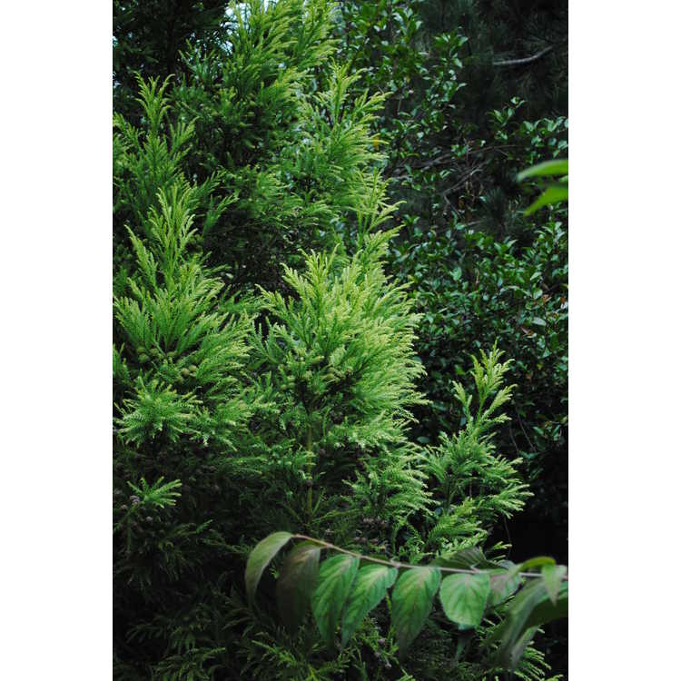 Cryptomeria japonica 'Sekkan' - goldtip Japanese cedar