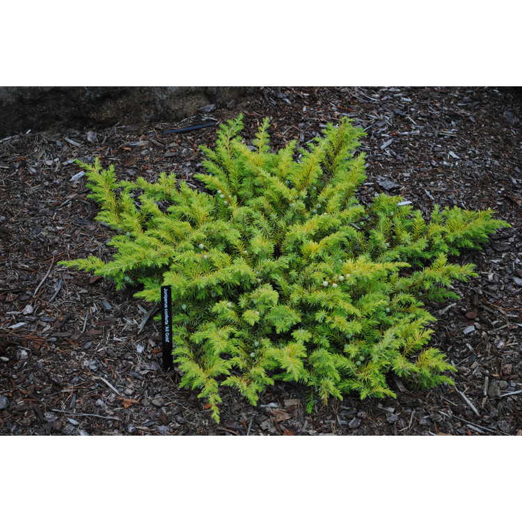 Juniperus rigida subsp. conferta 'Spg-3-016'