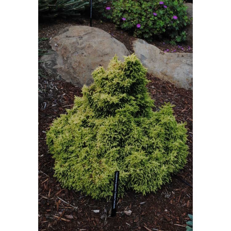 Cryptomeria japonica 'Twinkle Toes'