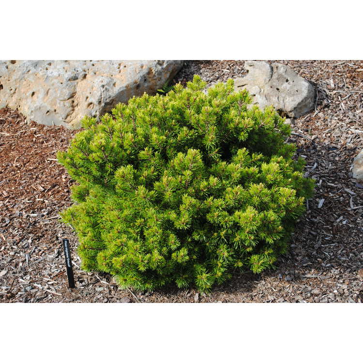 dwarf Virginia pine