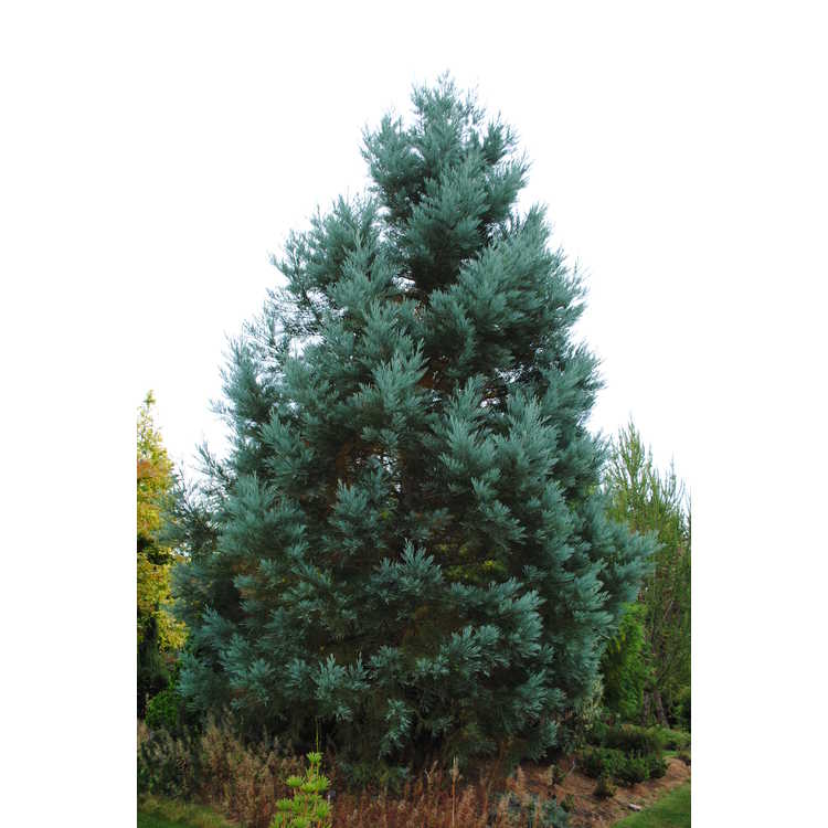blue Sierra redwood