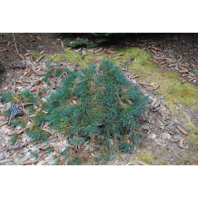 prostrate Scots pine