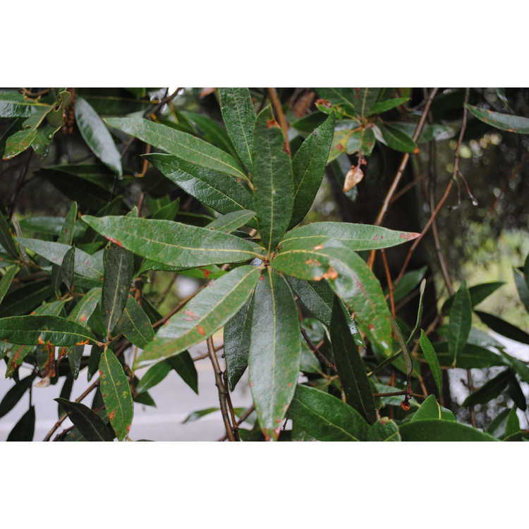 <em>Quercus hypoleucoides</em>