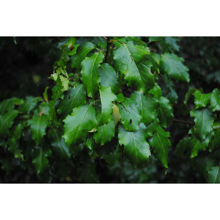 <em>Acer stachyophyllum</em>