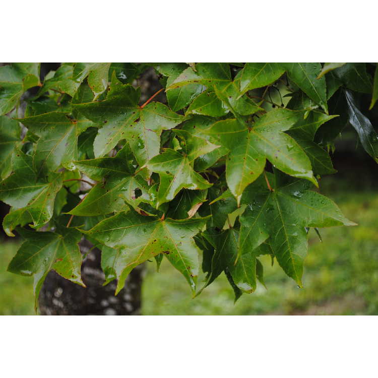 <em>Acer oliverianum</em>